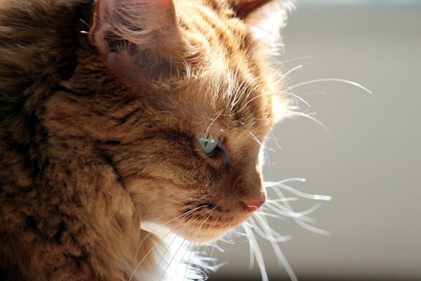 Gato rojo con ojos verdes