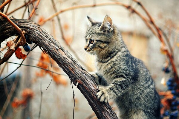 Beau chat assis sur une branche