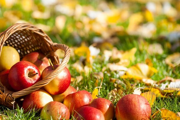 Corne d abondance. Panier avec des pommes sur l herbe. Les cadeaux de l automne. Nature morte d automne