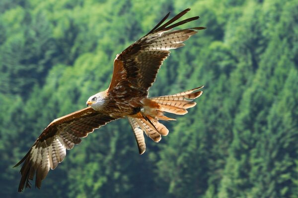 Volo dell uccello-un Aquila aggraziata