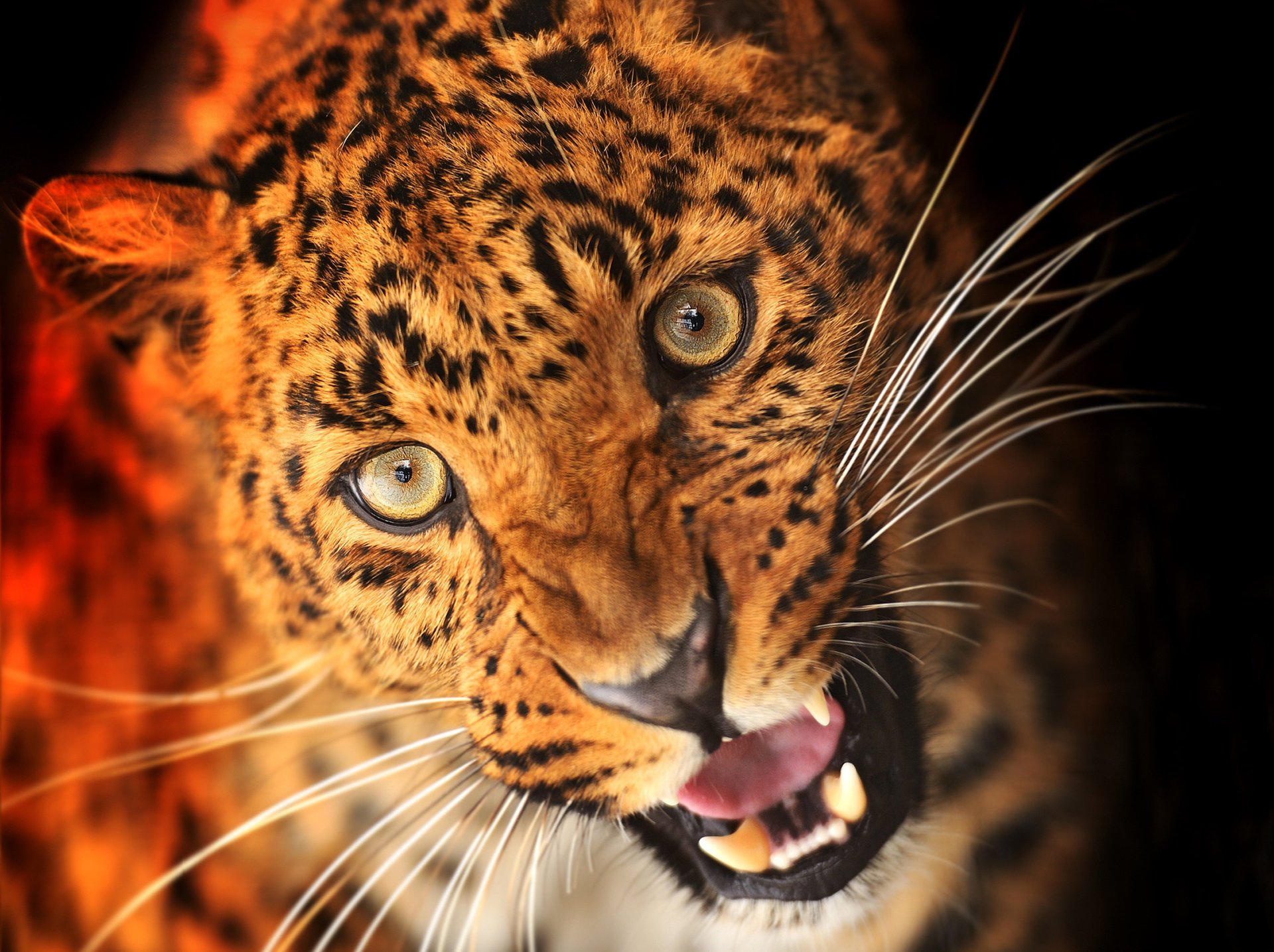 animale leopardo seme vista zanne muso predatore