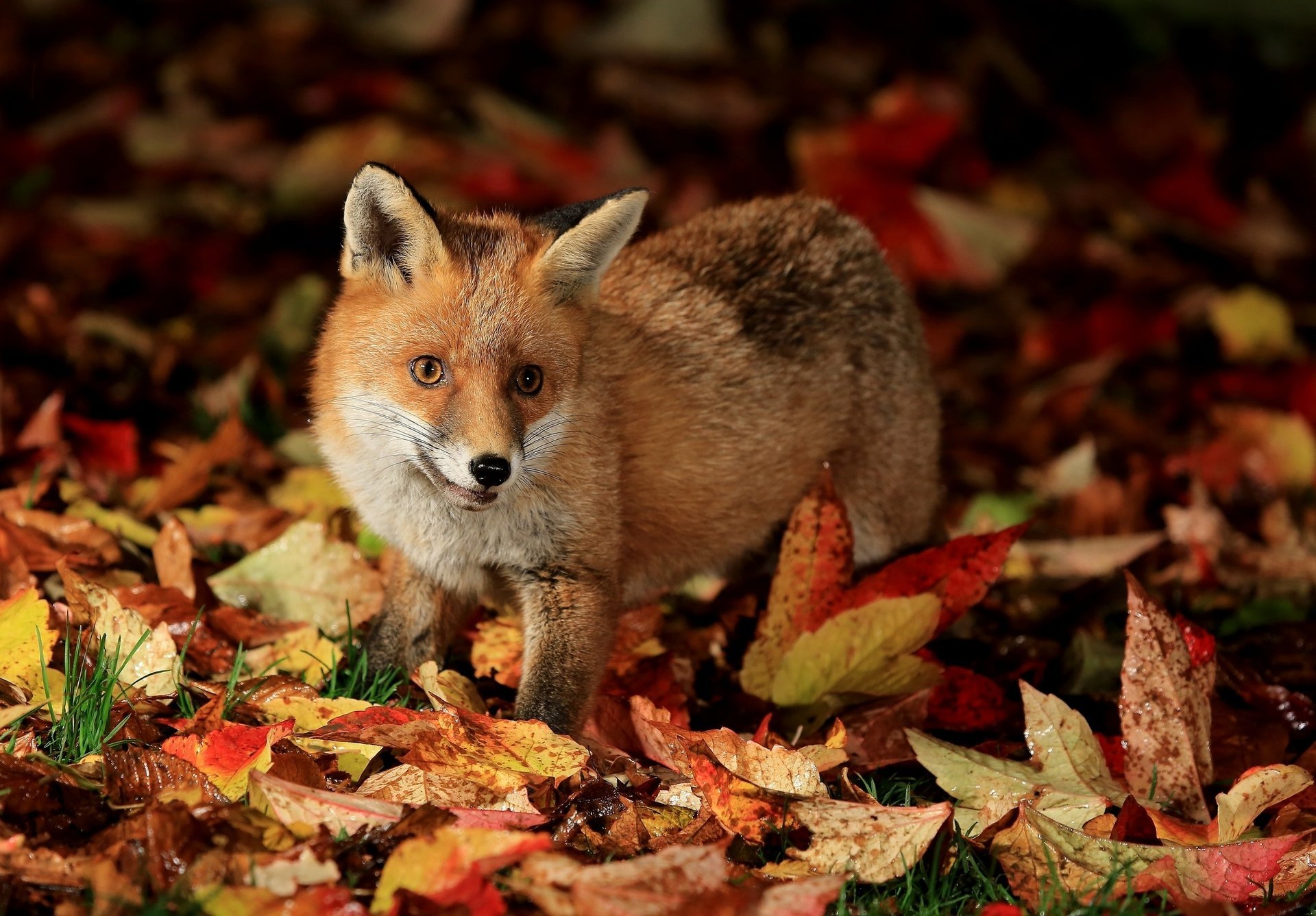 fox fox cub leaves autumn