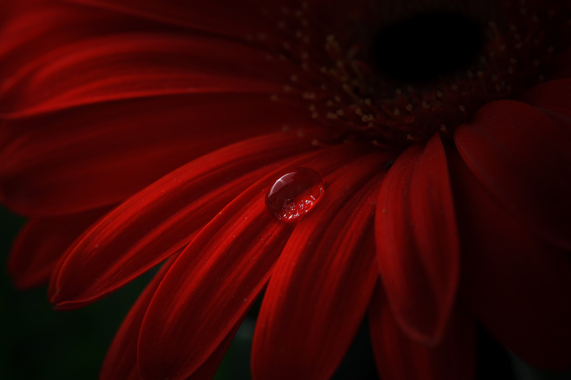 flor pétalos gerbera gota rojo