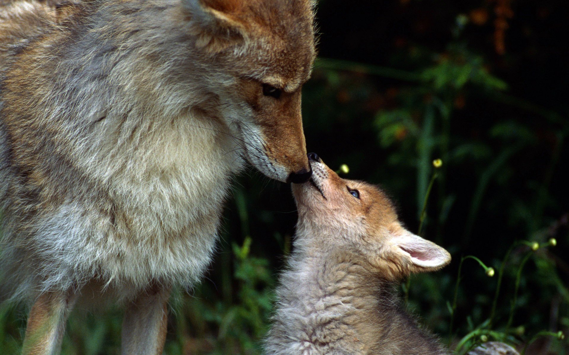 lobos manada bosque