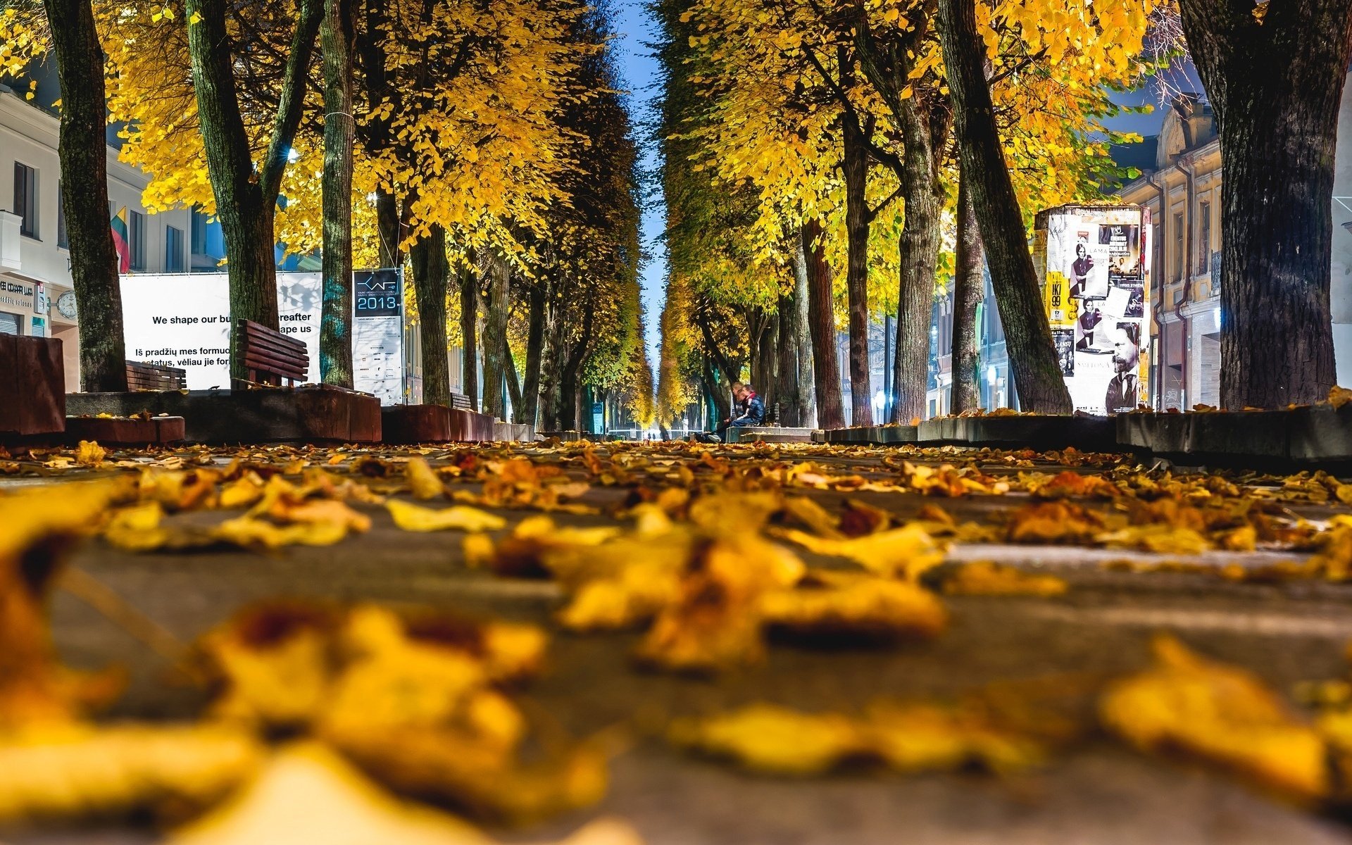 makro żółty autumn liście makro listki leave leaves jesień