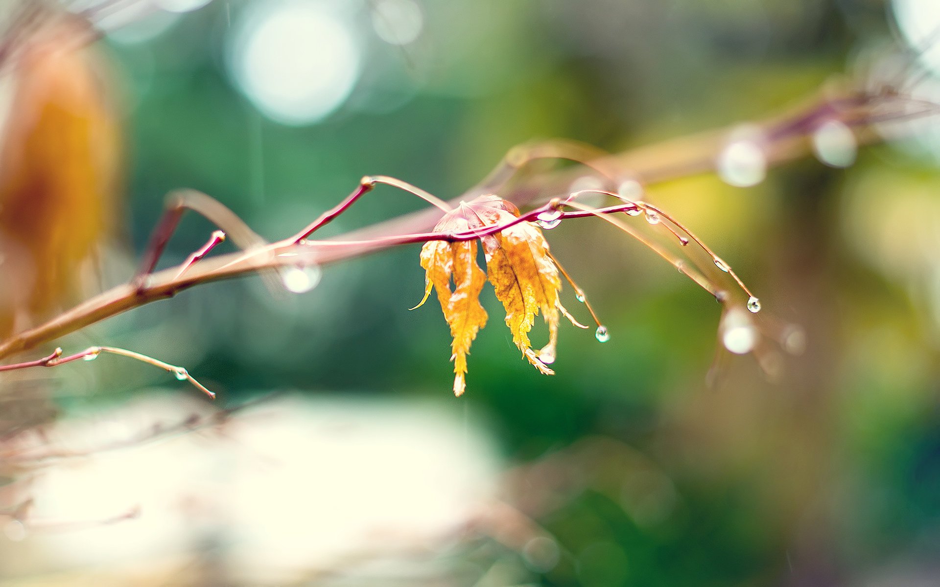 nature natura gałąź żółty liść krople makro jesień