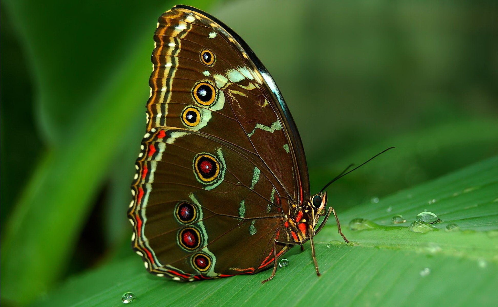 mariposa trópicos morfo hoja ojos bajo rocío