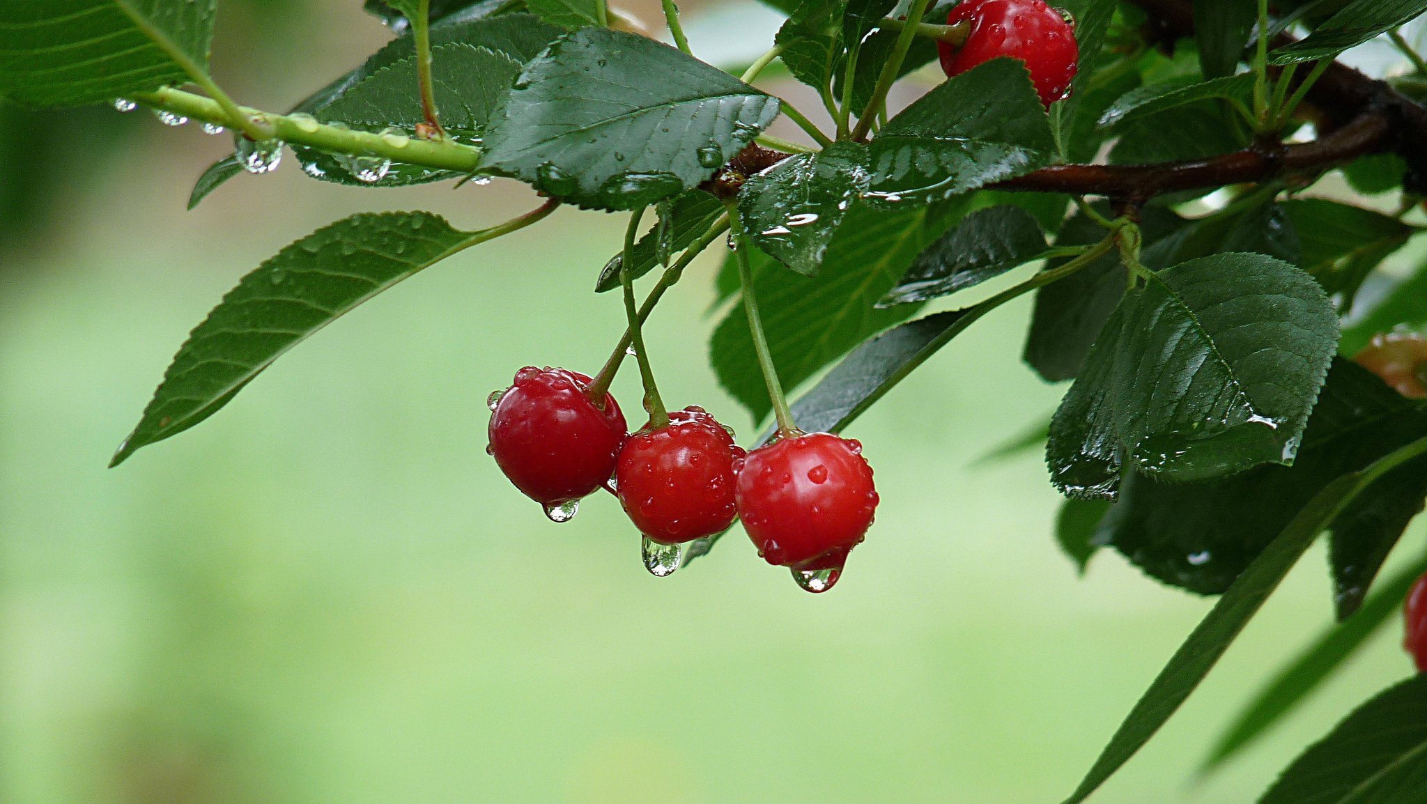 branch fox cherry red after the rain fruit drop