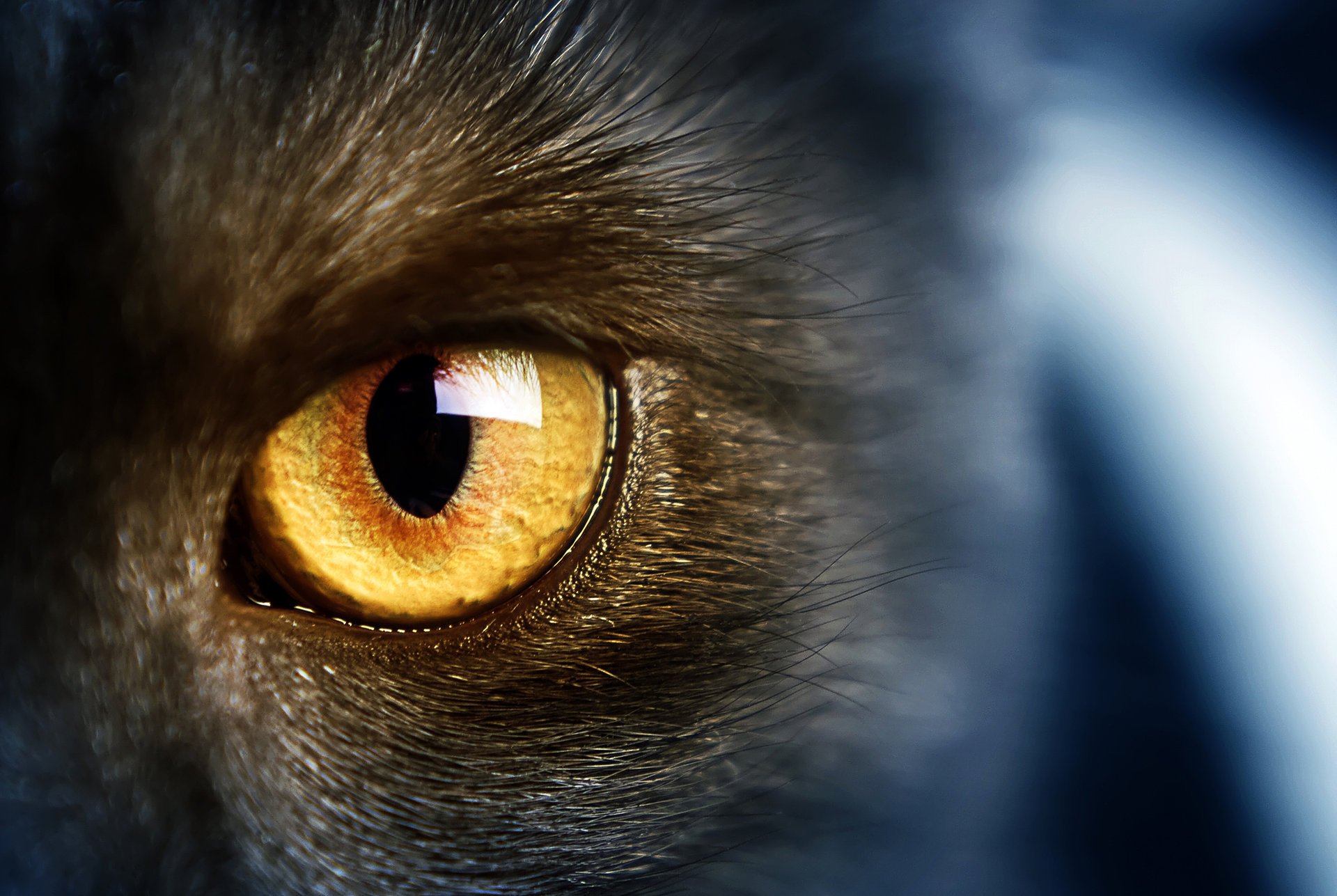 yellow eye katzen wild gelbe augen wild katze