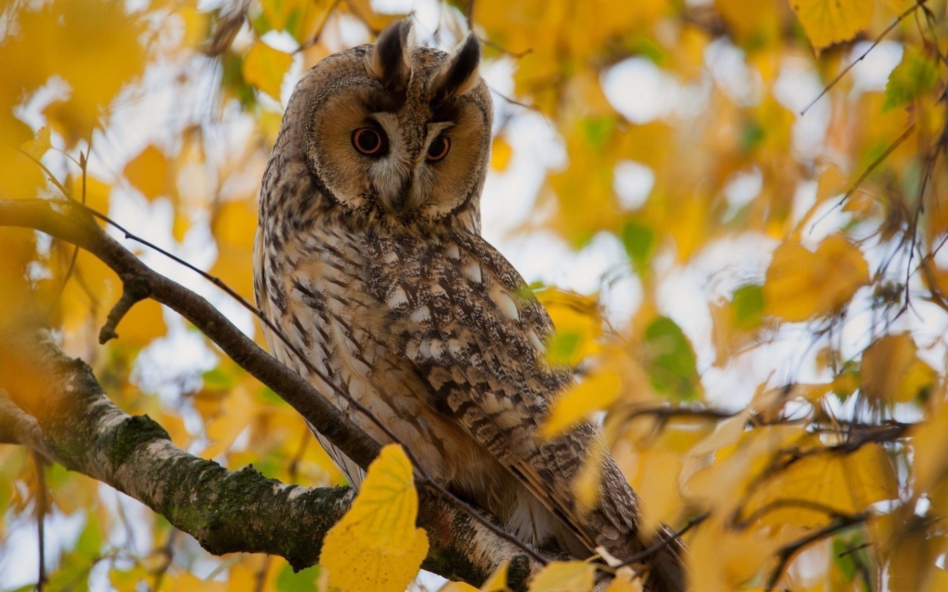 owl tree branch yellow leave