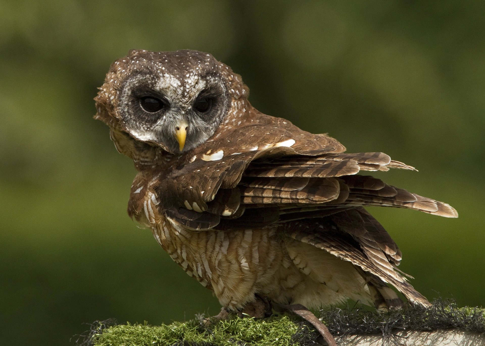 hibou mousse fond oiseau