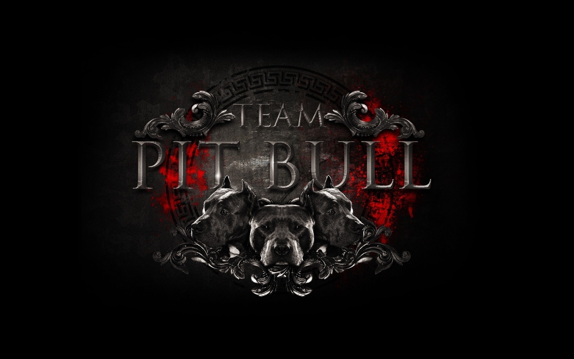 artes marciales mixtas pitbulls equipo emblema hito club de lucha