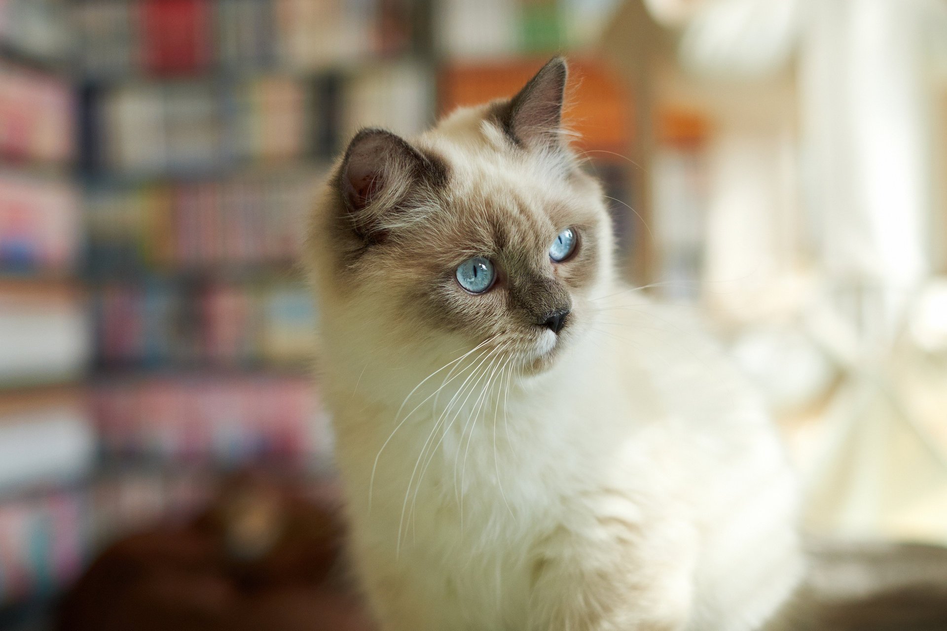 gato peludo gato mirada atención siamés