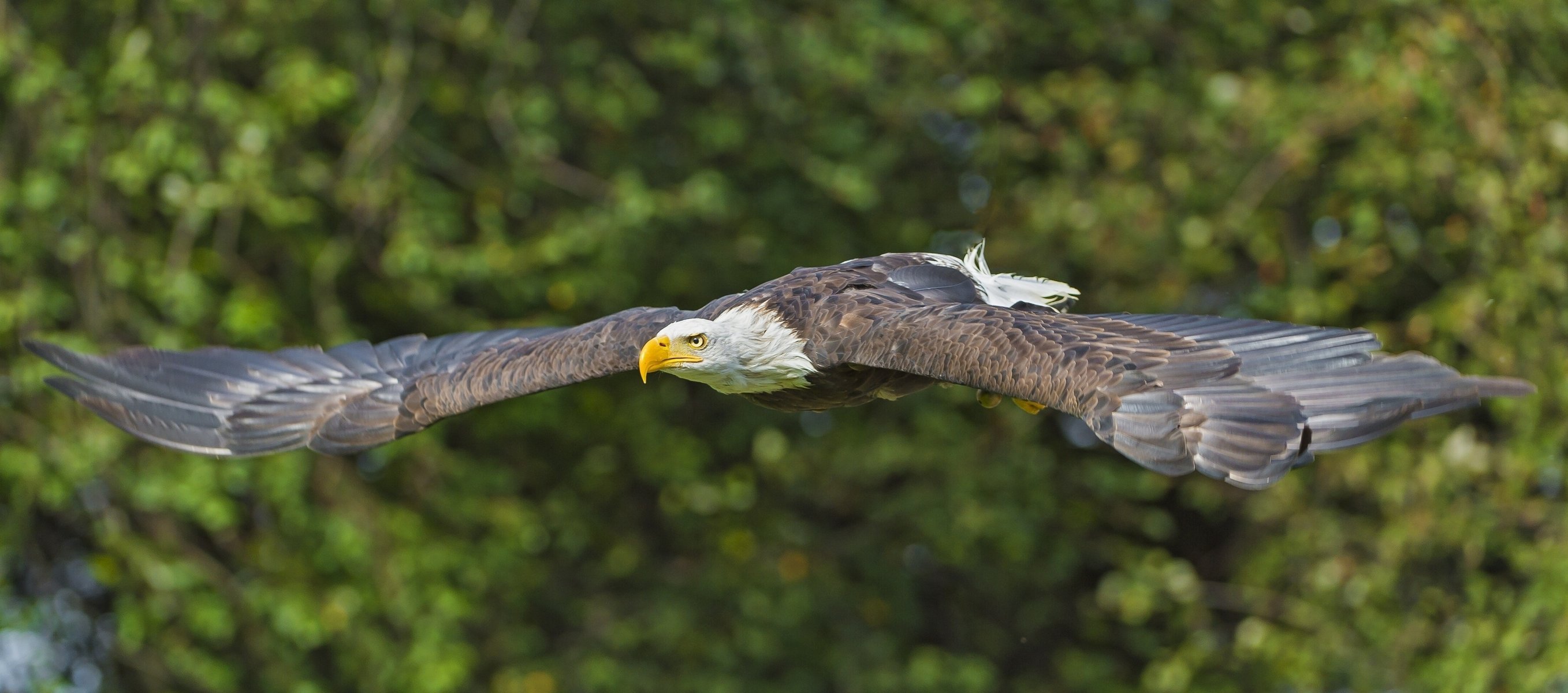 aquila calva predatore volo uccello ali