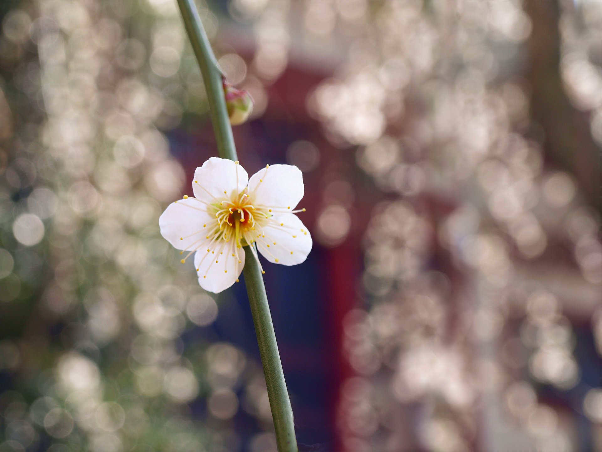 white flower bud petals macro branch