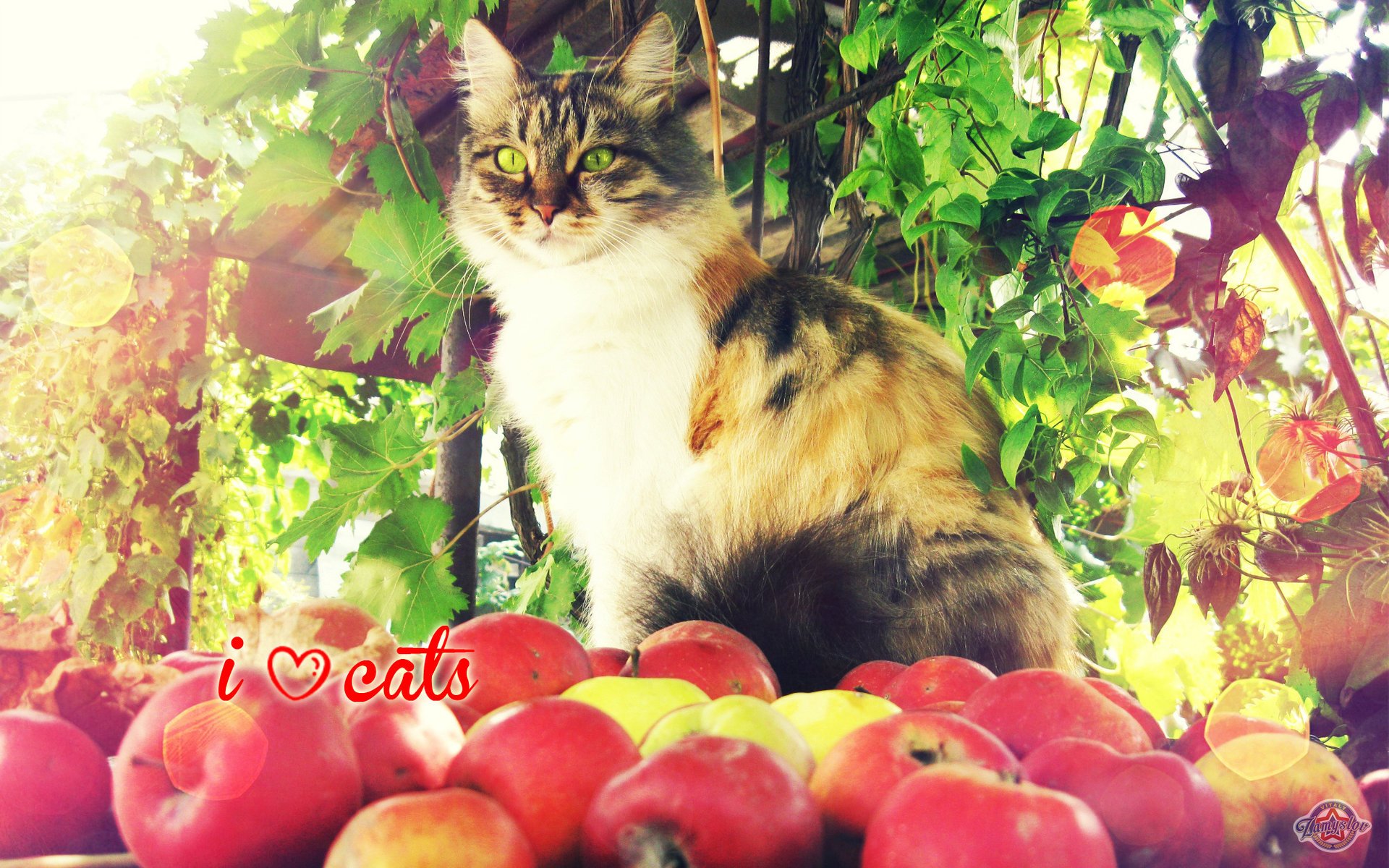 chat pommes automne chat verdure