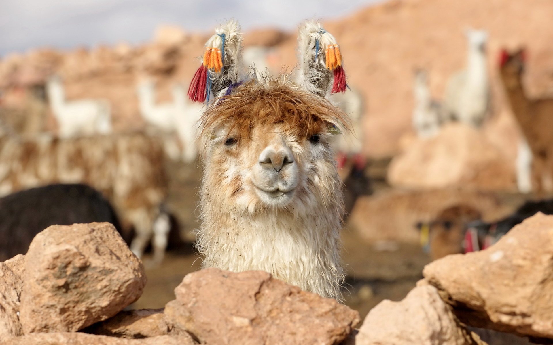 lama natur bolivien