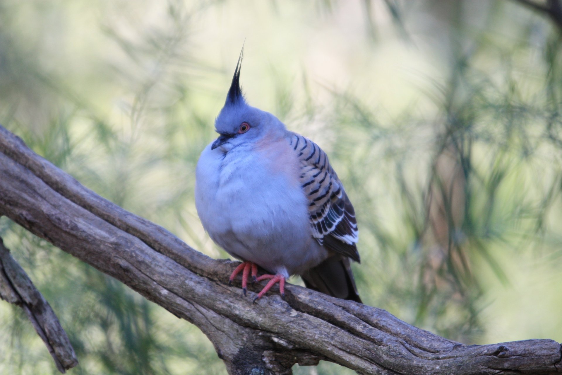 wilde taube taube vogel zweig