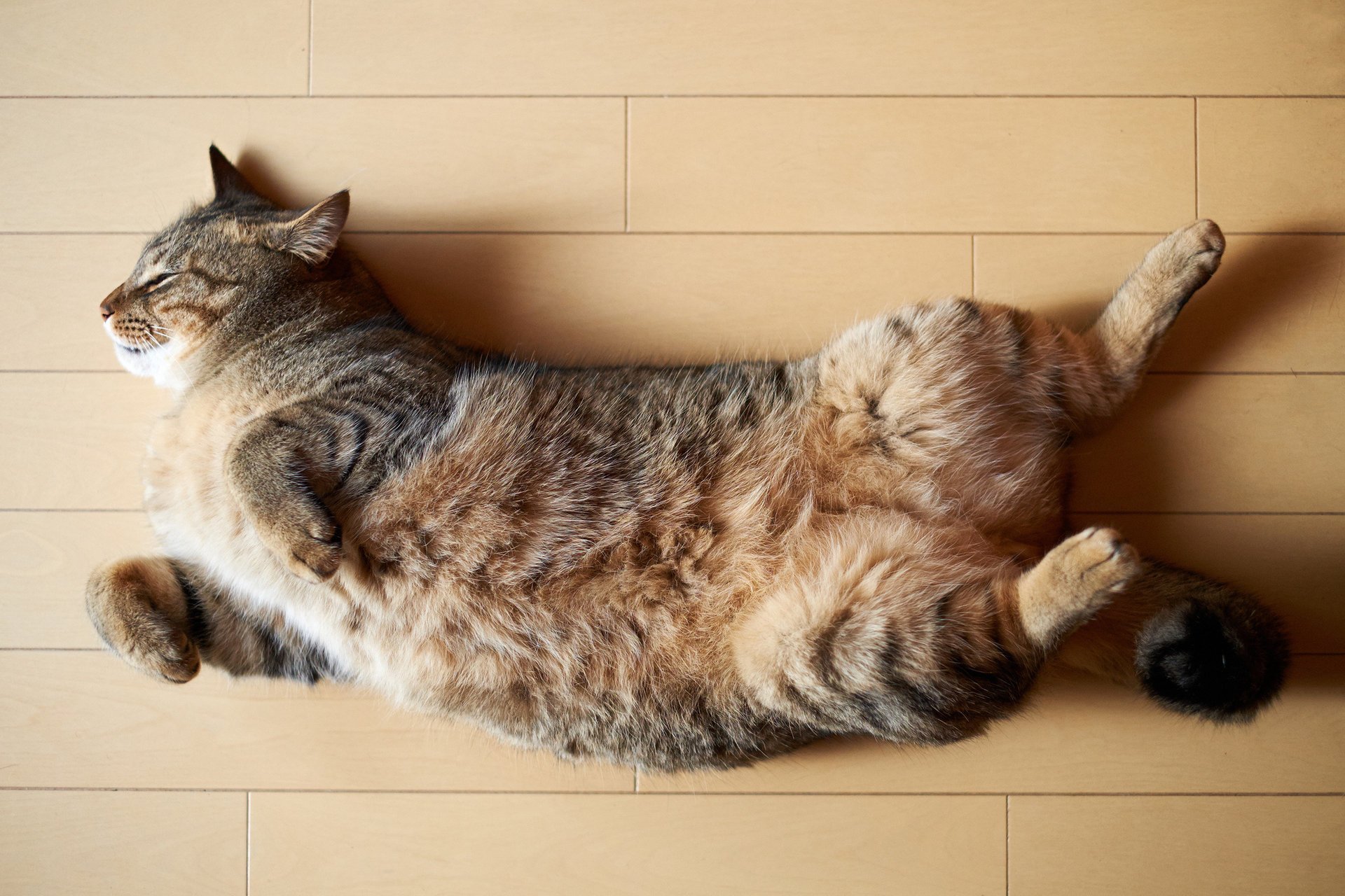 chat chat couché sur le sol dormir dormir