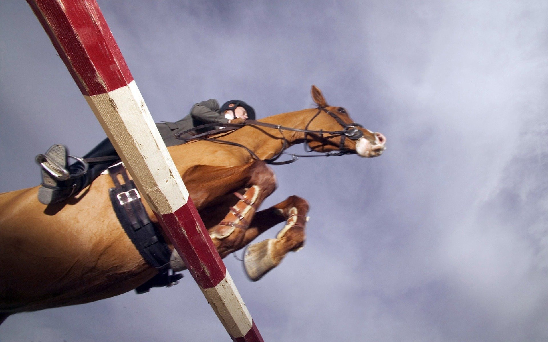 horse obstacle rider horseback riding