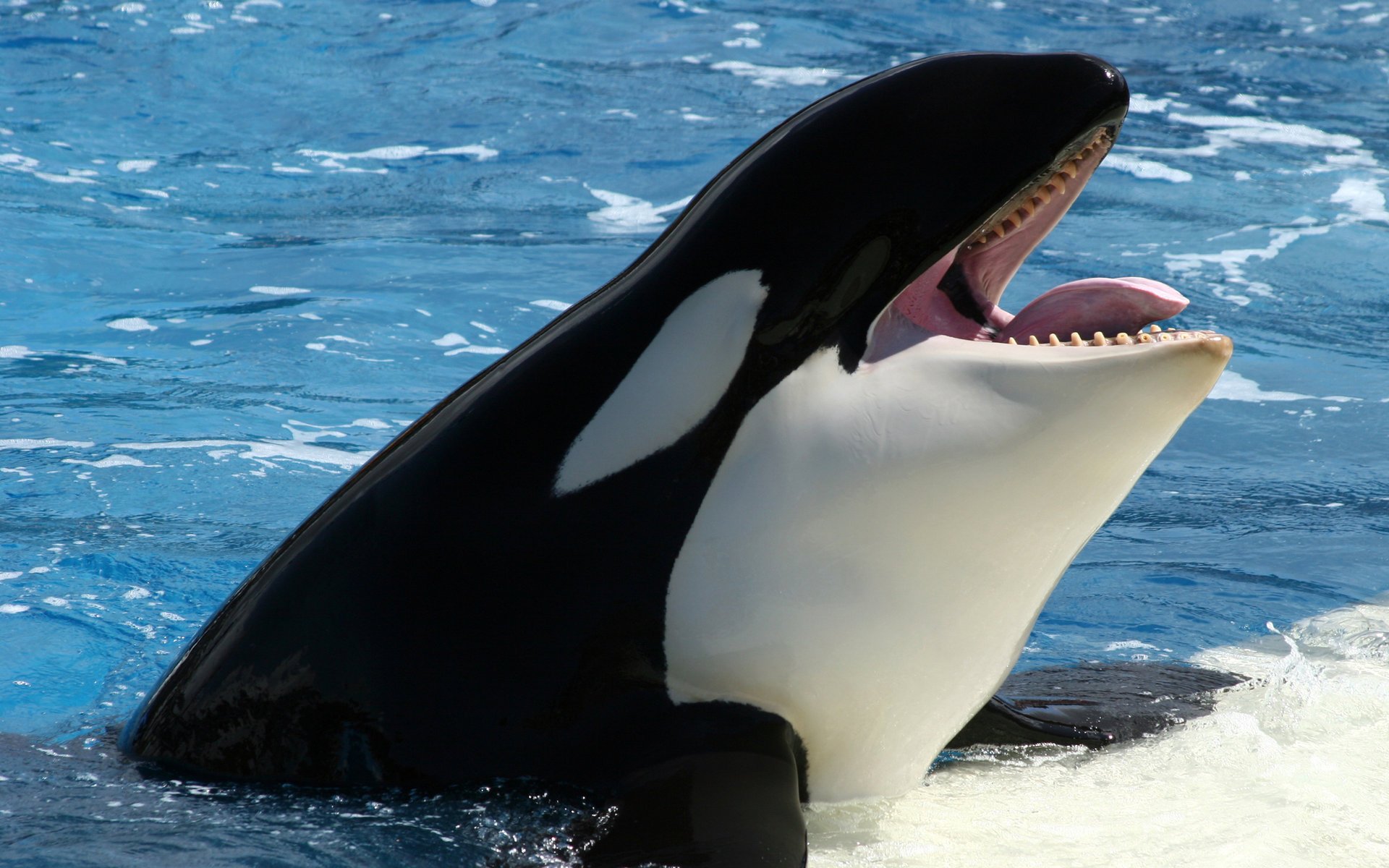 baleine mer orque glace