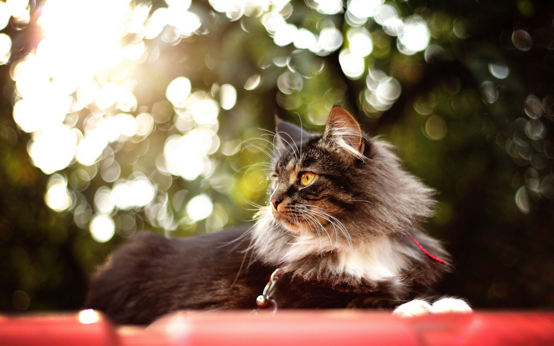 chat été fond