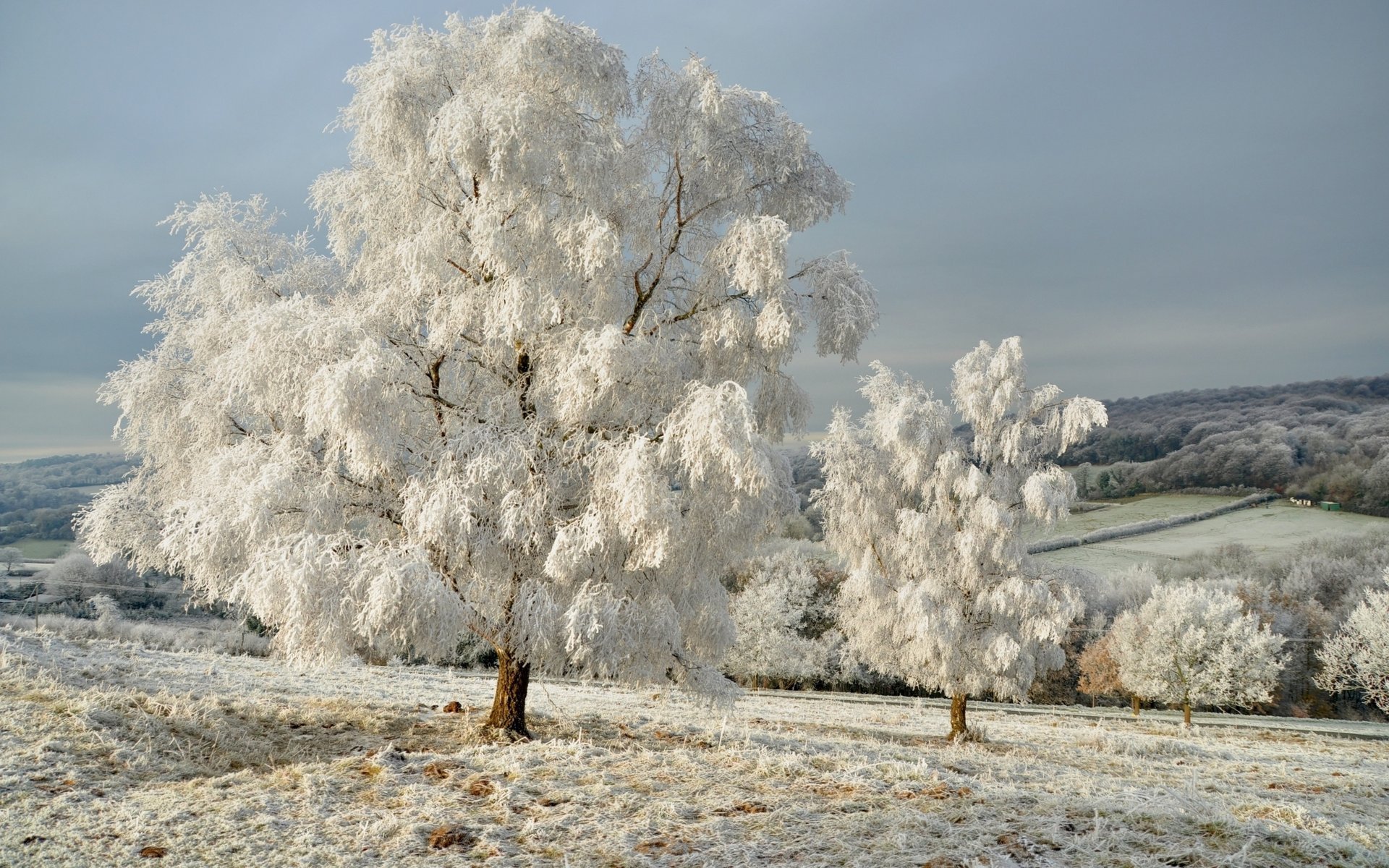 natura alberi paesaggio inverno cielo neve