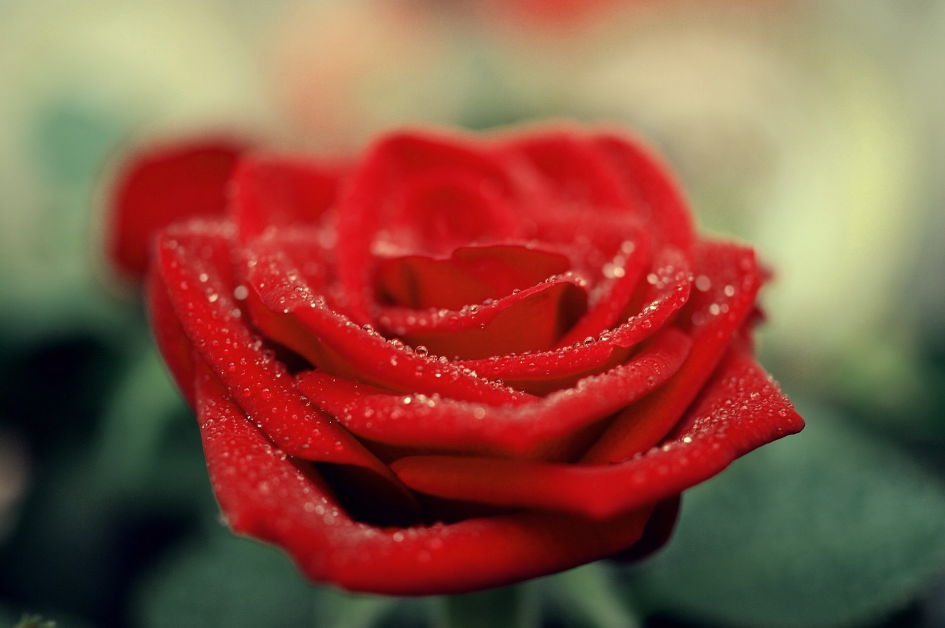 rosa rojo flor pétalos macro gotas escarlata