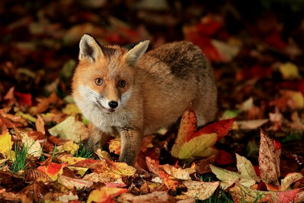 A sly fox with red eyes