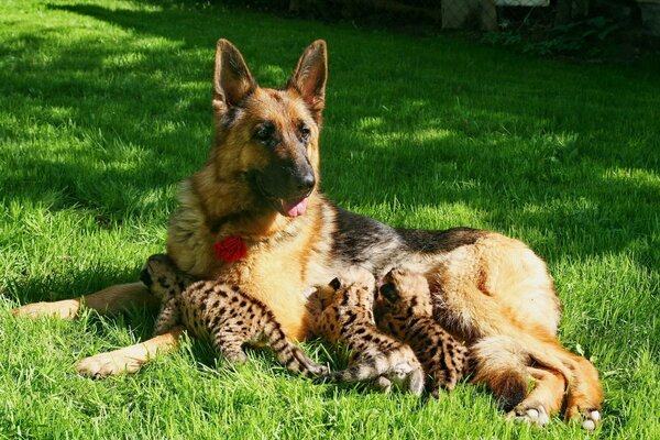 Ein Hund der Rasse Schäferhund füttert Pumakätzchen