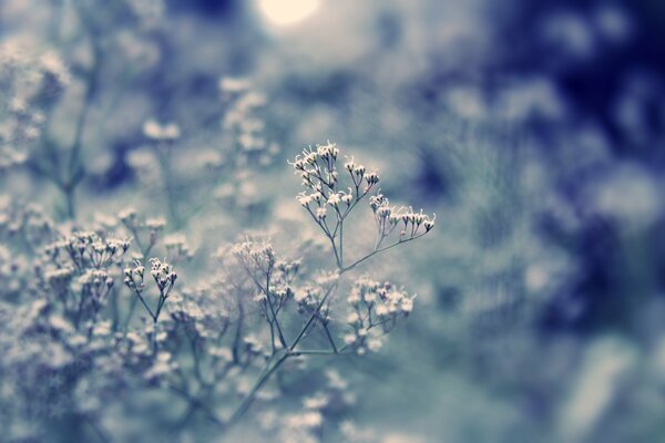 Macro shooting of plants and grass