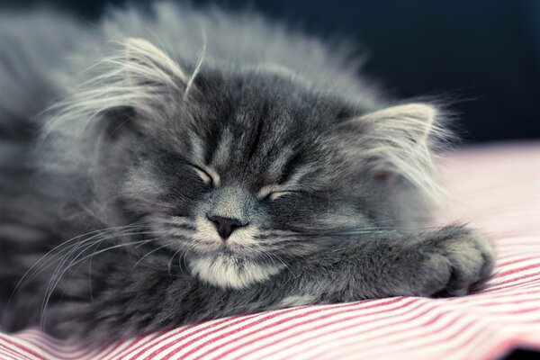 Fluffy kitten is sleeping sweetly