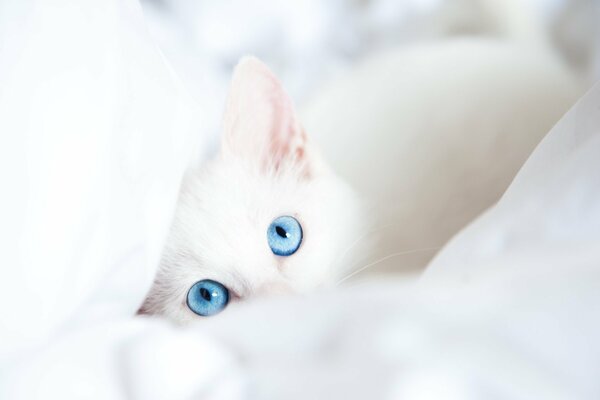 A white blue-eyed cat looks at the camera in a blanket