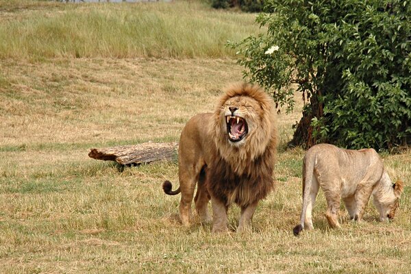 The lion protects his lioness