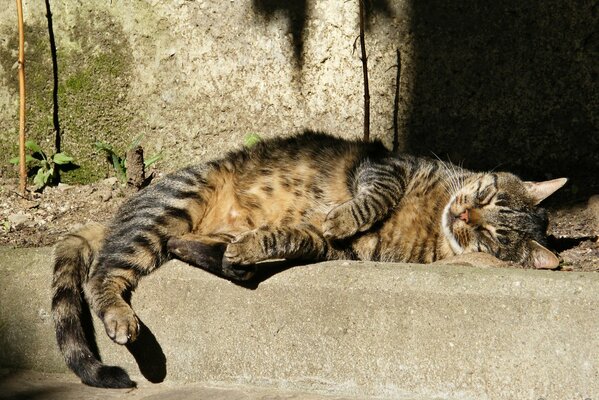 Straßenkatze schläft in der warmen Sonne