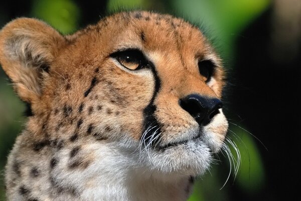 The imperturbable cheetah looks into the distance