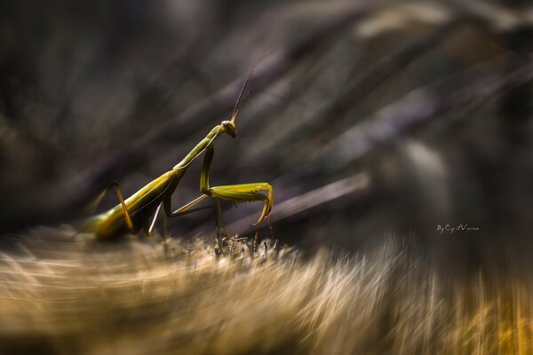 The movement of the green mantis in macro photography