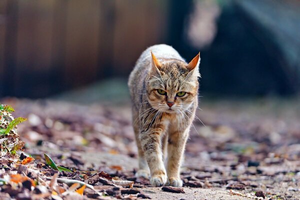 A frowning wildcat walks through the autumn foliage