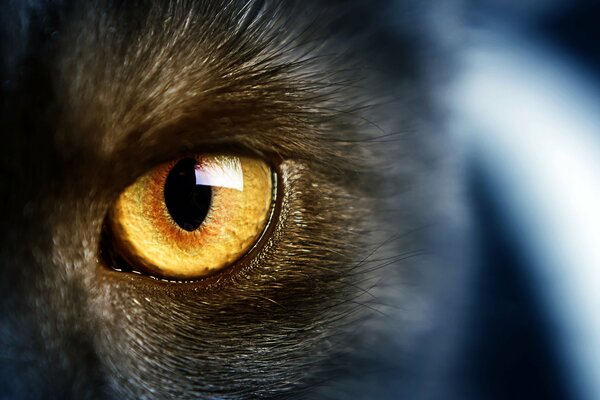 Yeux de chat jaune sauvage