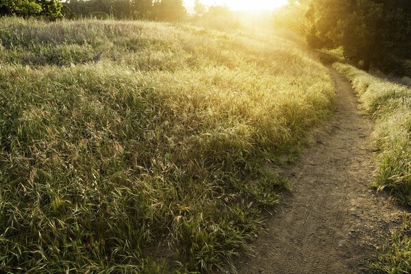 Summer road in the field, nature