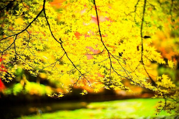 The beauty of nature, yellow leaves on a tree