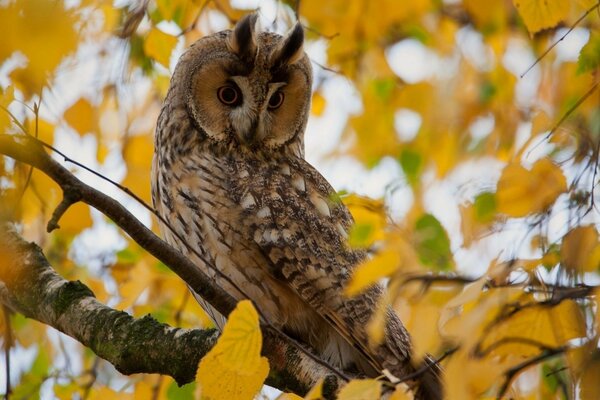 Eule posiert im Herbstwald