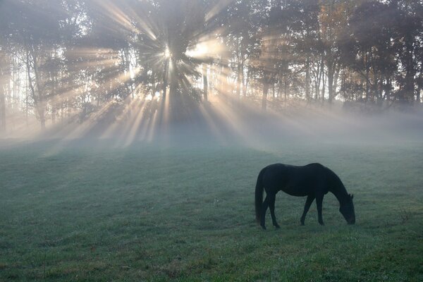 Caballo negro en el bosque solitario