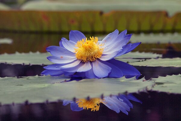 Water lily on the pond in focus