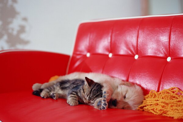 A dog and a kitten are lying on the sofa