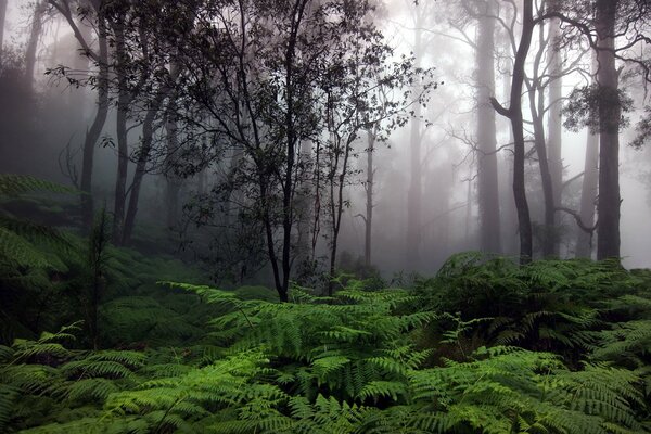 Woodland in partial shade with a fern