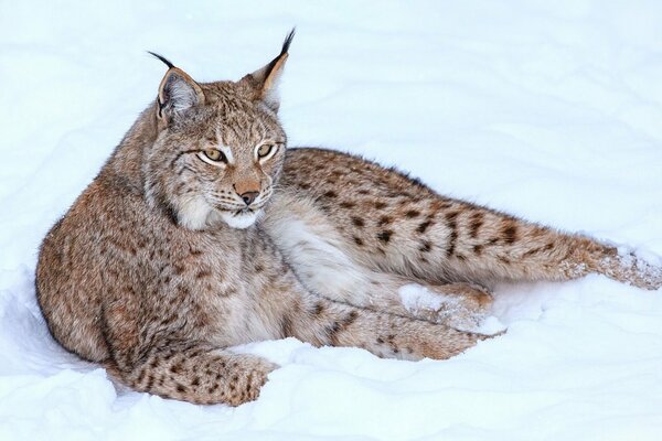 Nachdenklicher Luchs auf weißem Schnee