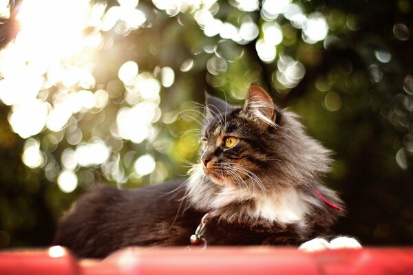 Flauschige Katze genießt den Sommer