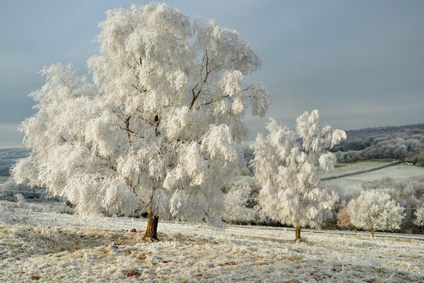 Paesaggio, cielo invernale, alberi nella neve