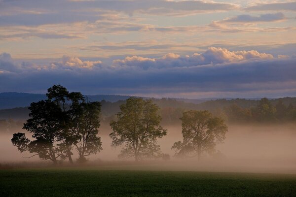 The sky is in fragments, fog under the trees